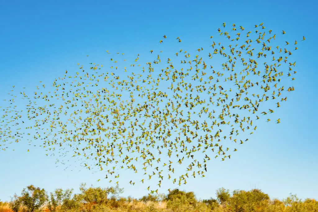 wild budgies