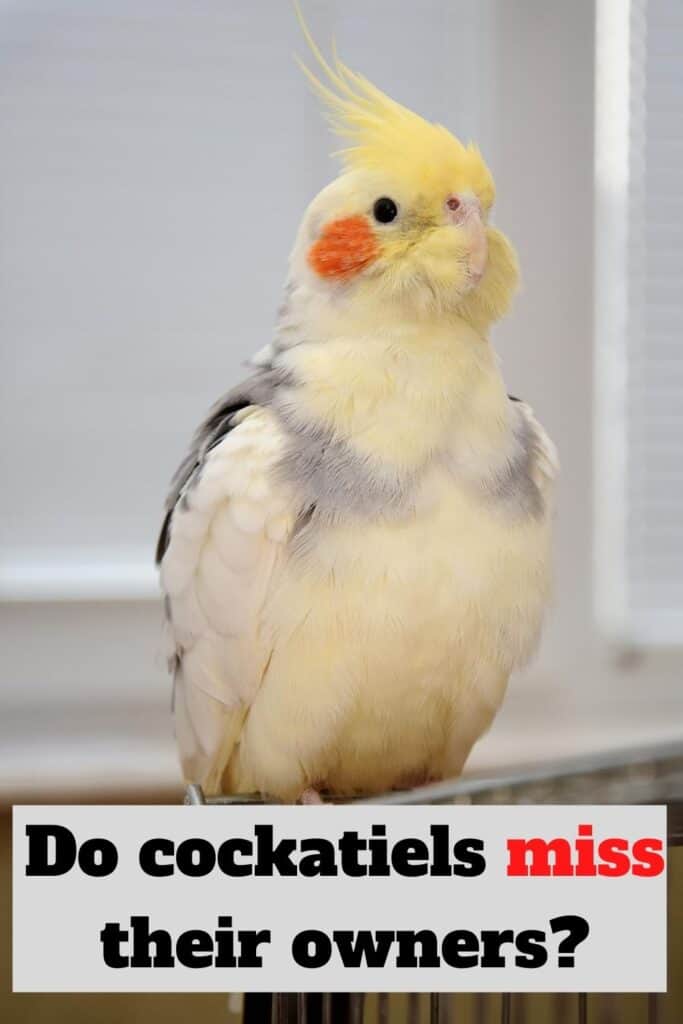 cockatiels