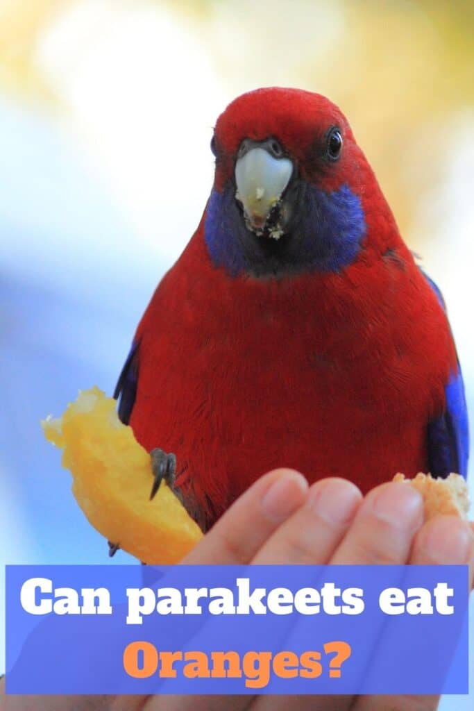 parakeet eating orange slice