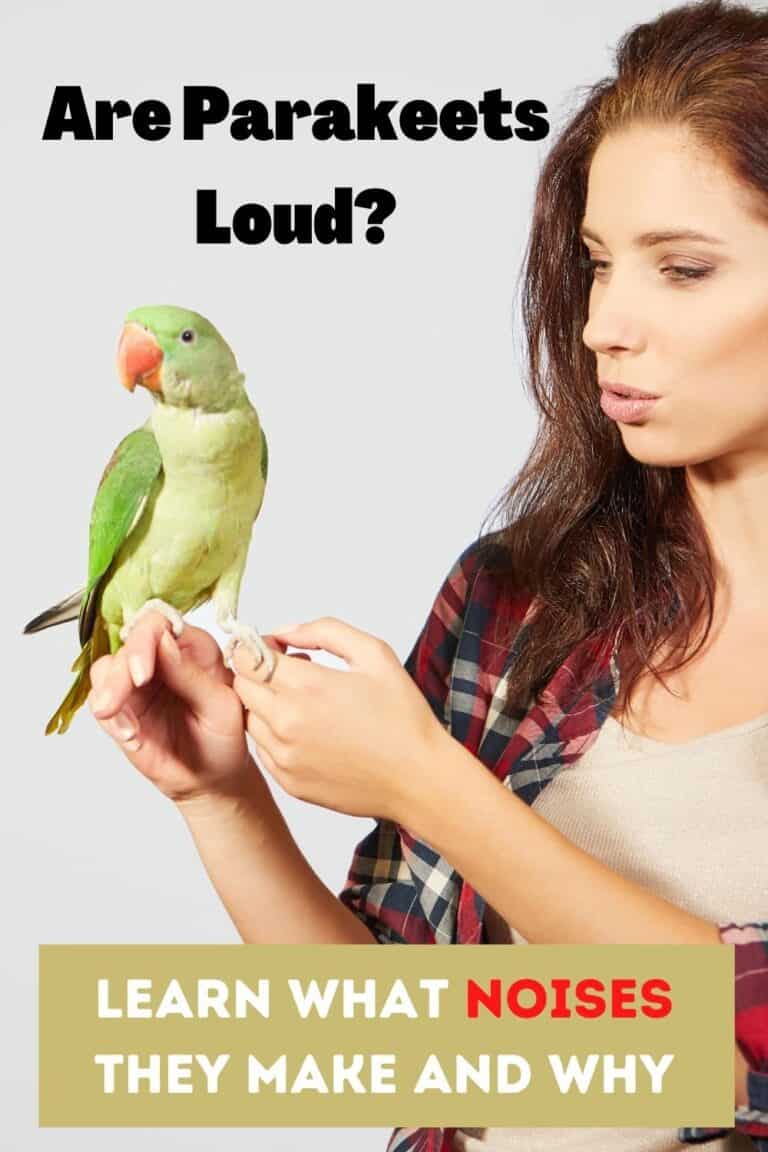 Are Parakeets Loud? Parrakeet Sounds and Meanings Hutch and Cage