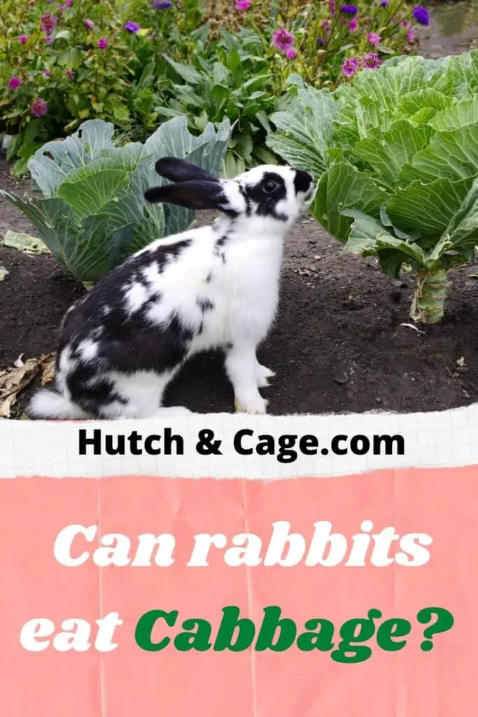 rabbit eating cabbage