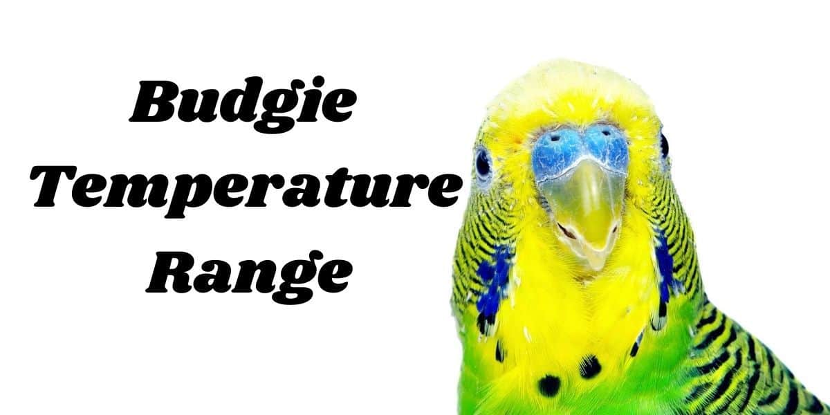 Budgie Temperature Range | Indoor & Outside Temperatures