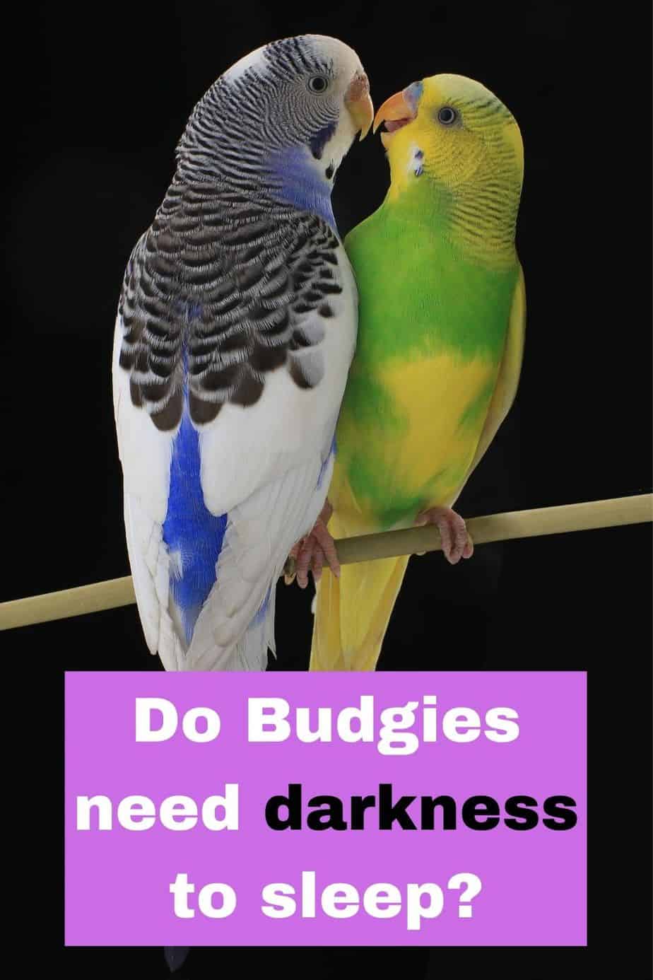 Do Budgies need darkness to sleep ( Are they afraid of the dark ...