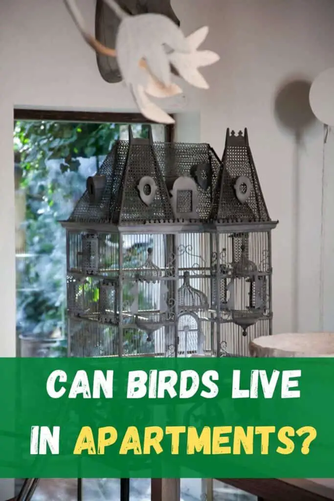 bird cage in an apartment