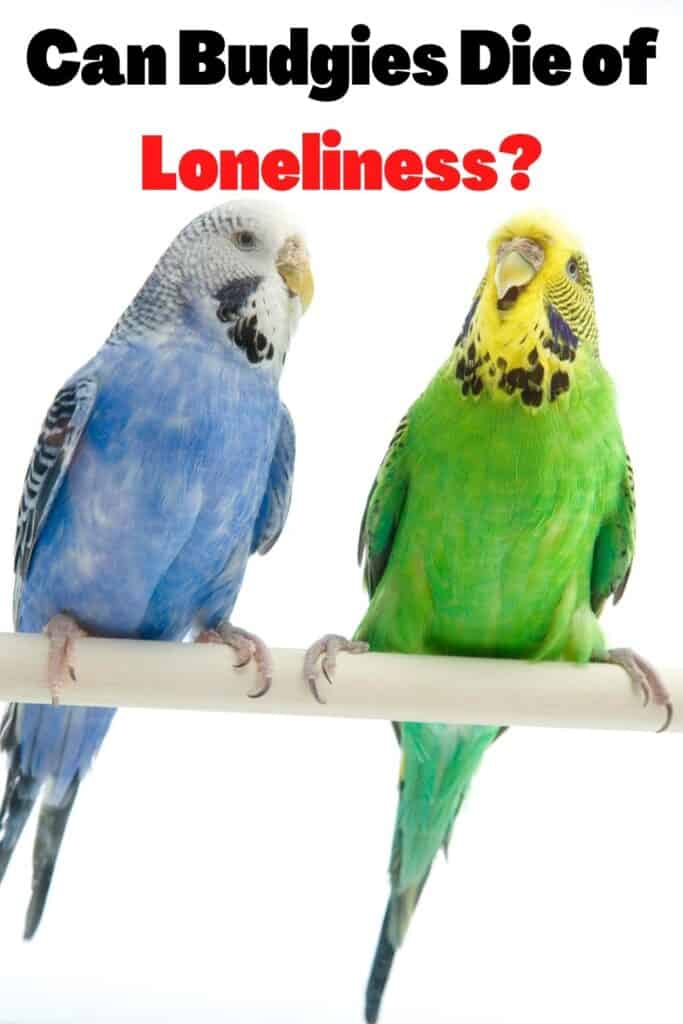 Can Budgies Die Of Loneliness Do Single Budgies Die Sooner Hutch And Cage