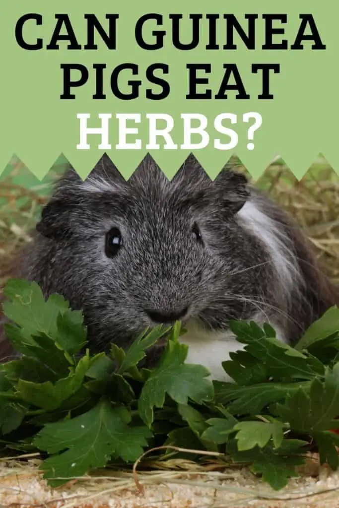 GUINEA PIG EATING HERBS