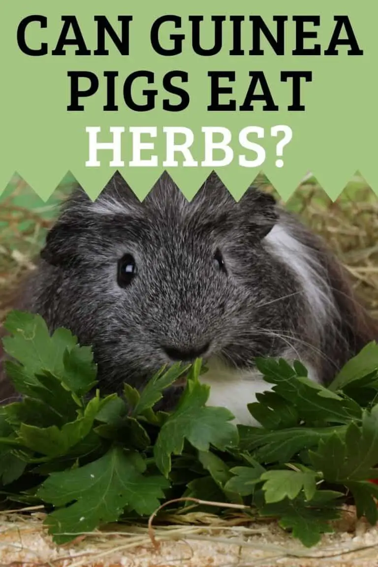 Can Guinea Pigs eat Herbs? ( Good and Bad herbs ) Hutch and Cage