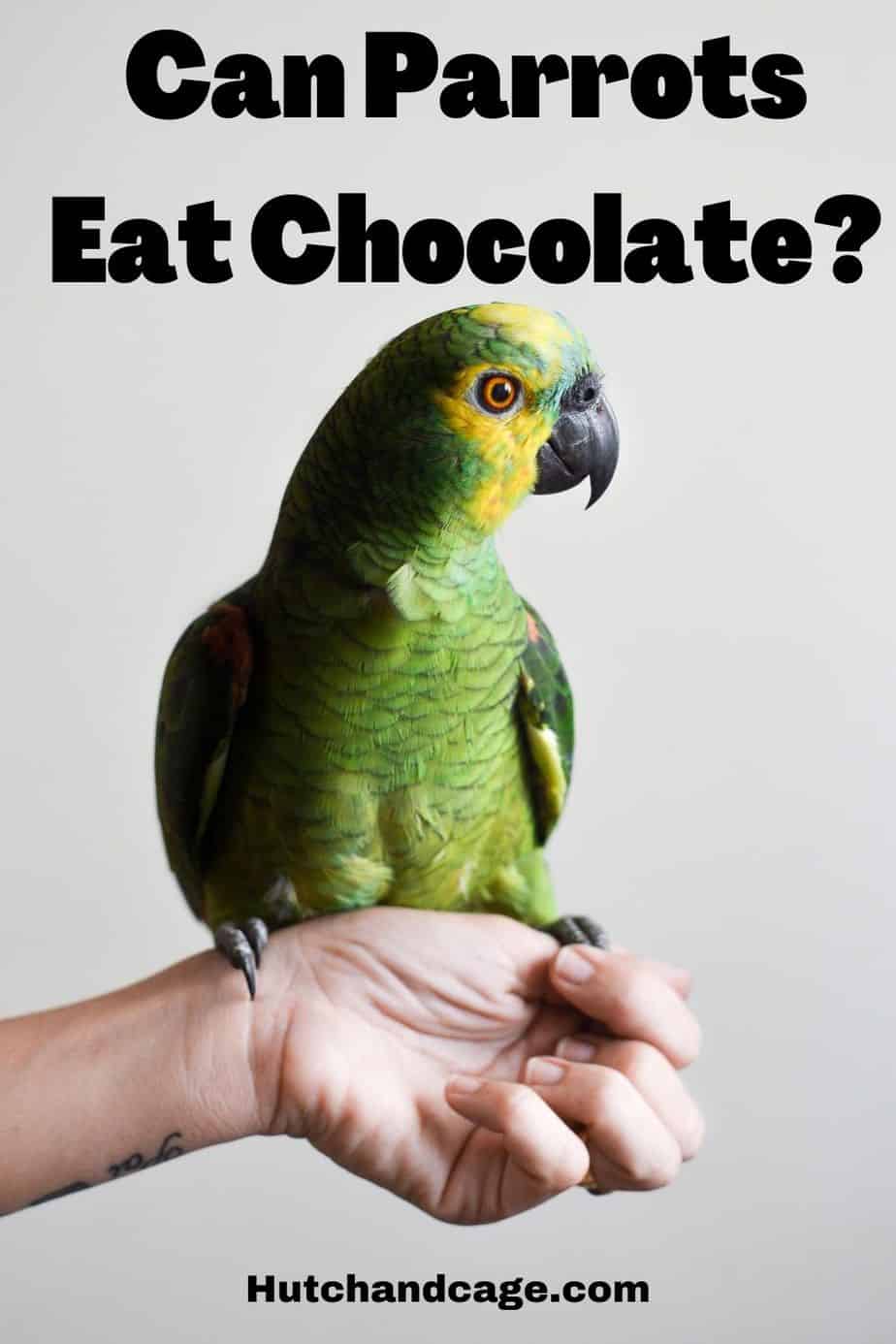 Can Parrots Eat Chocolate? | Hutch and Cage