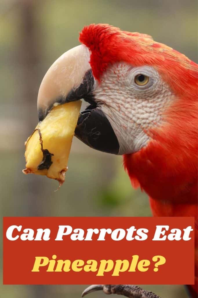 parrot eating pineapple