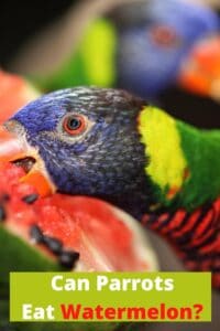 Can Parrots Eat Watermelons? Are the seeds safe! | Hutch and Cage