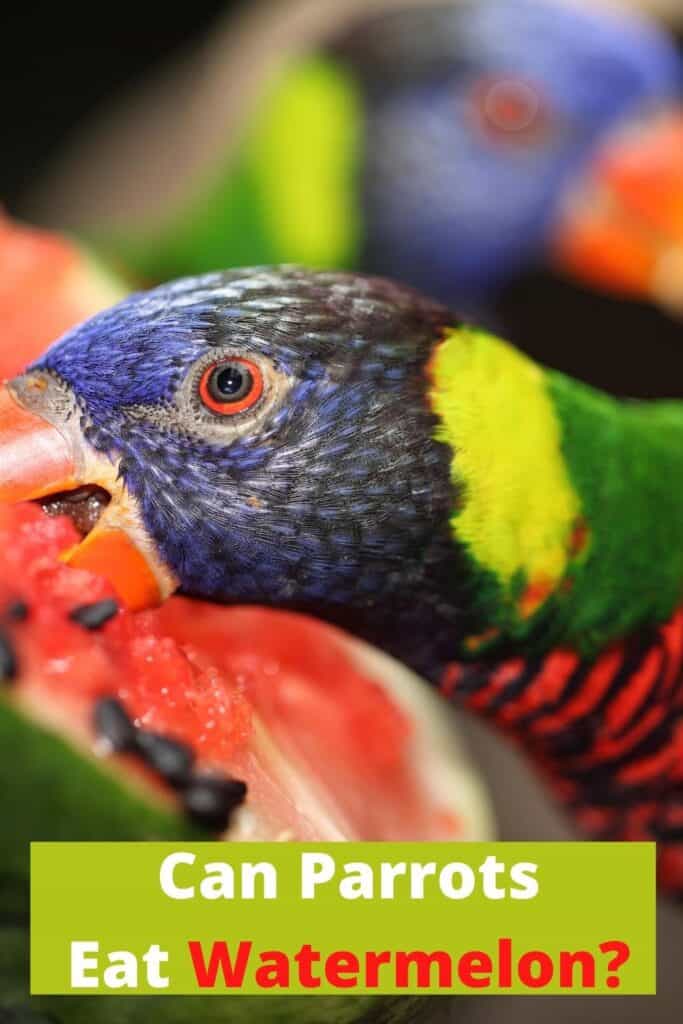 parrot eating watermelon