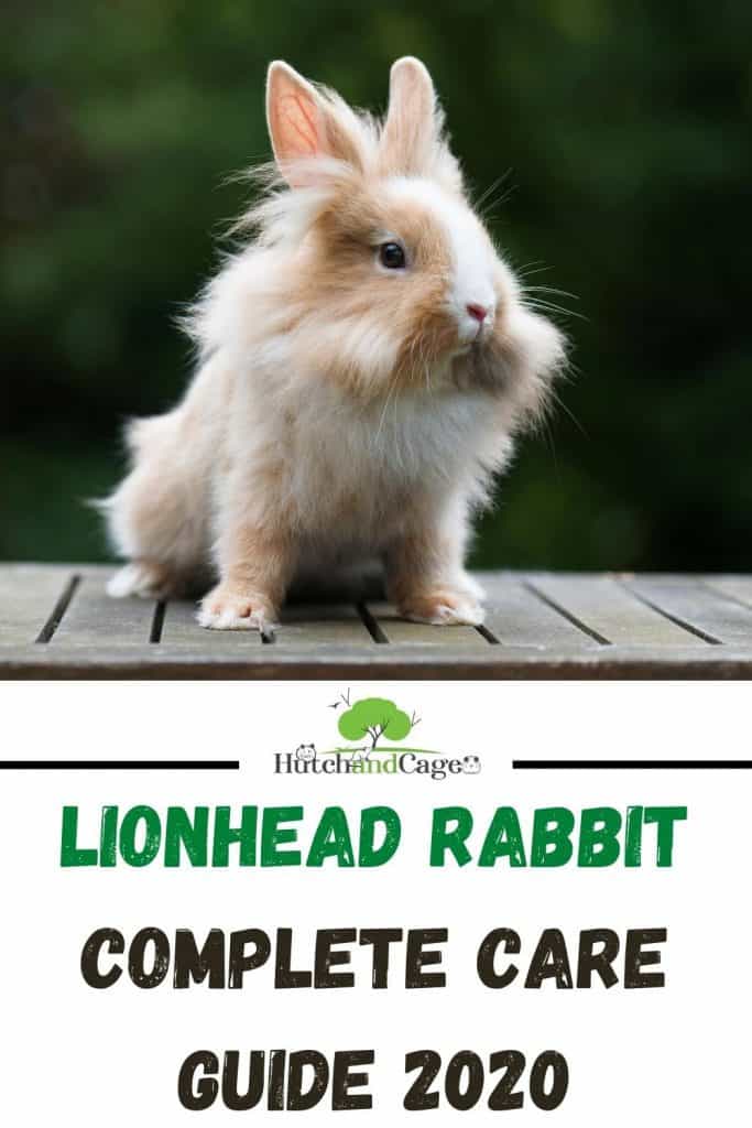 lionhead rabbit