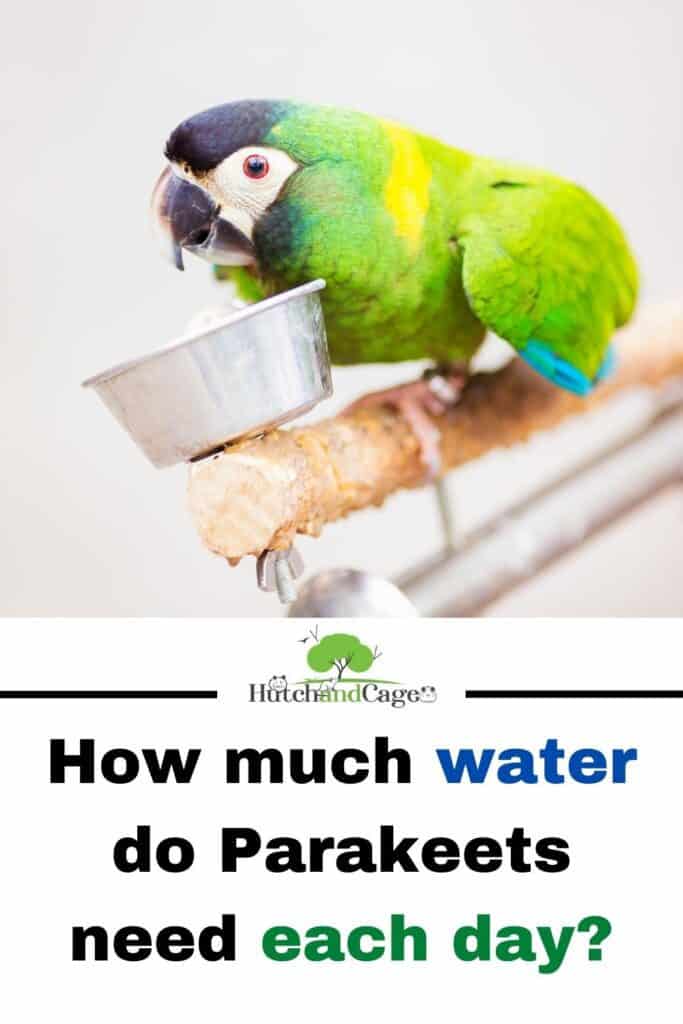 PARAKEET DRINKING WATER