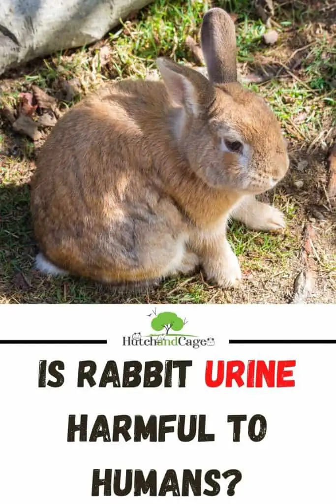 Is Rabbit Urine Harmful to Humans? Hutch and Cage