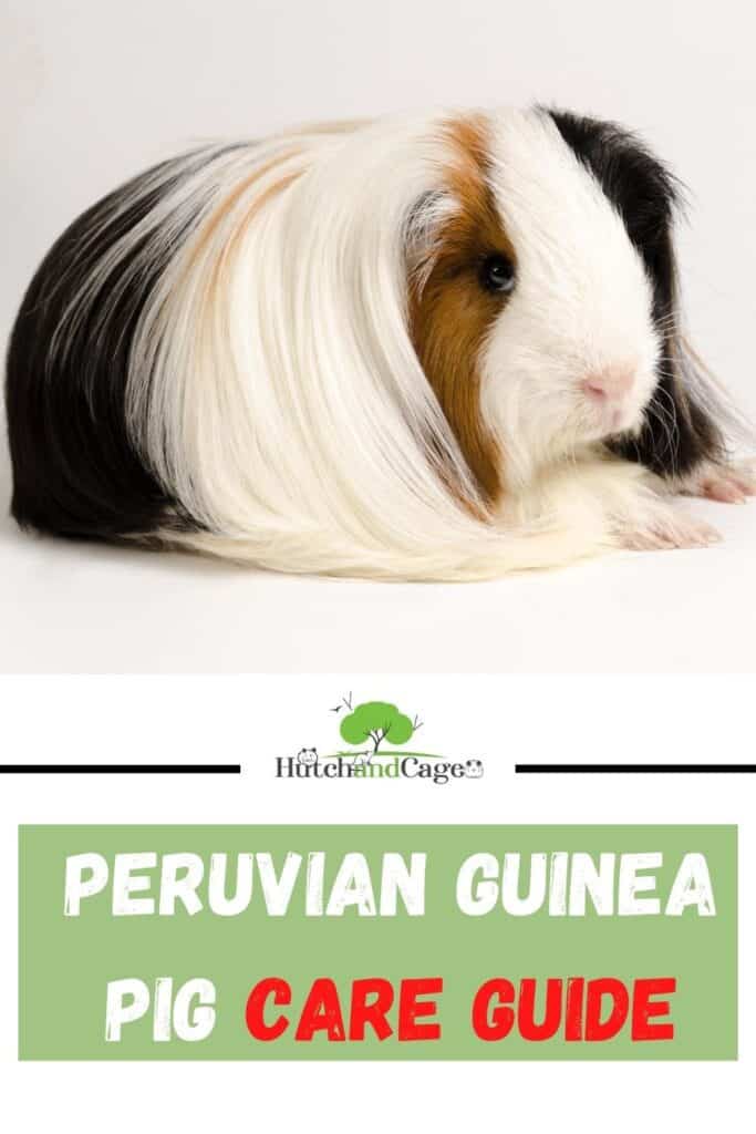Peruvian guinea pig