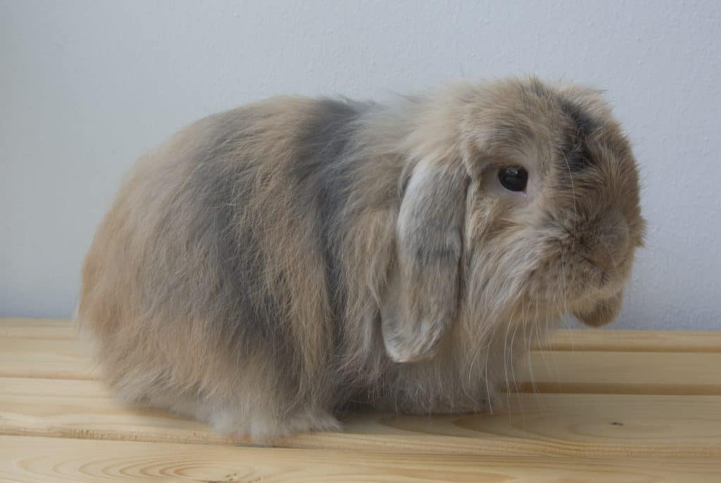 Cashmere Lop