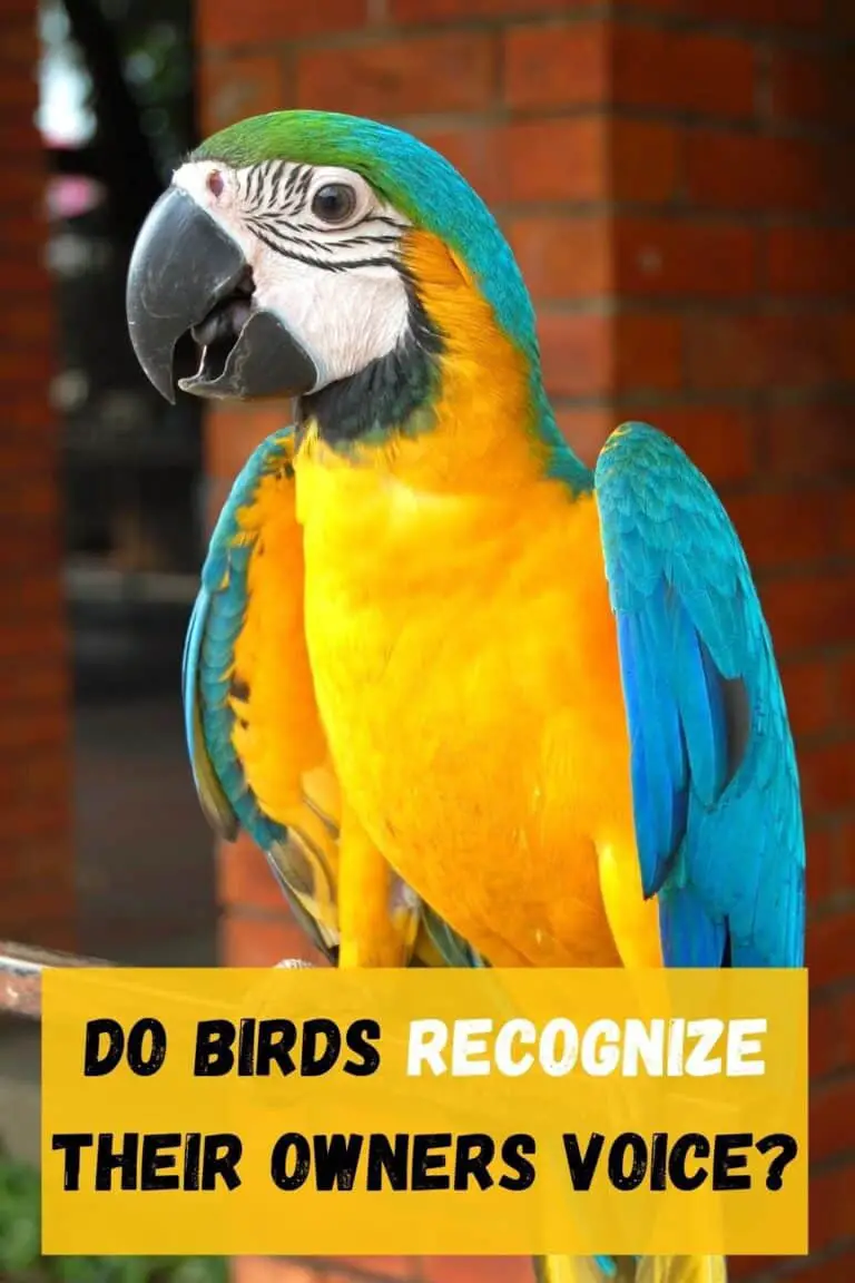 Do Parakeets Recognize Their Owners (Voice and Looks) Hutch and Cage