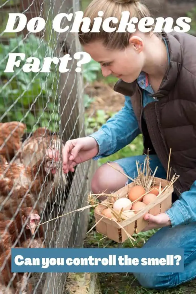 lady feeding a chicken 