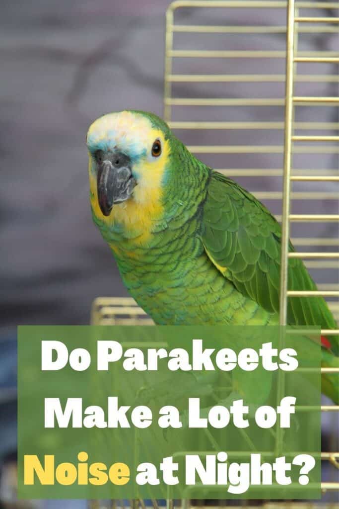 PARAKEET IN A CAGE