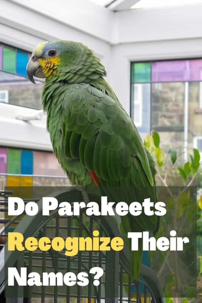 parakeet on top of a cage