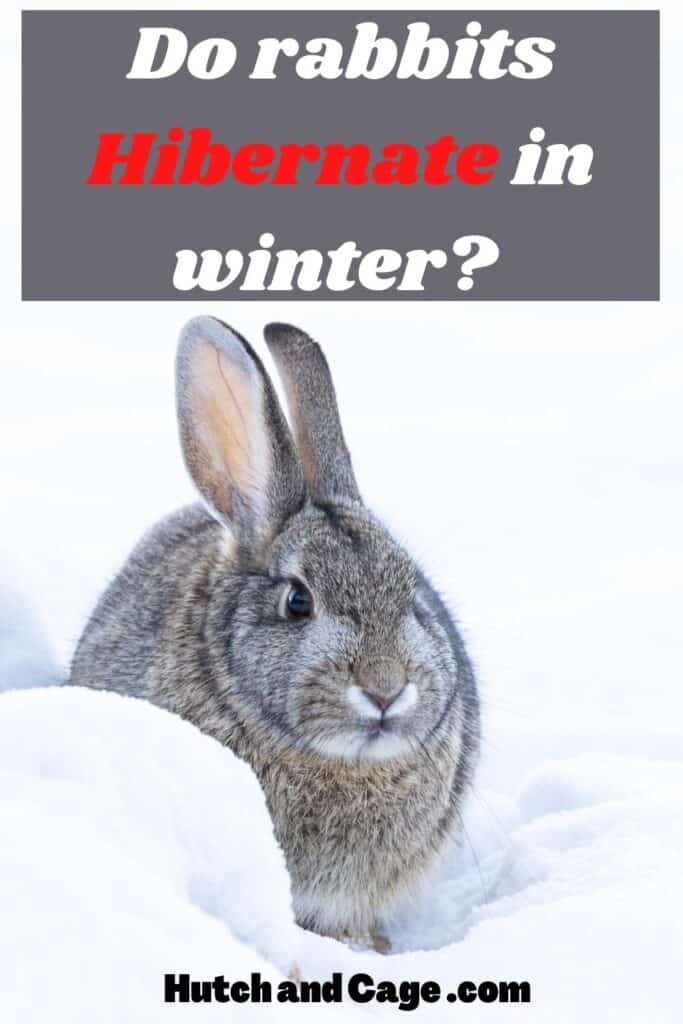 rabbit in snow