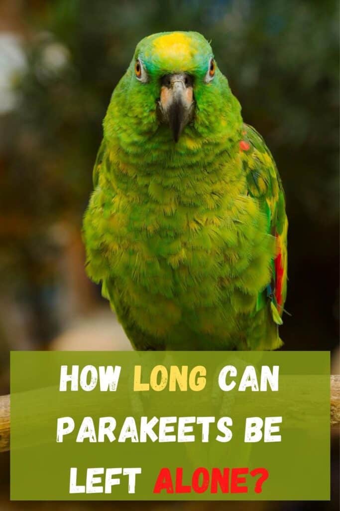 How Long Can Parakeets Be Left Alone Hutch And Cage