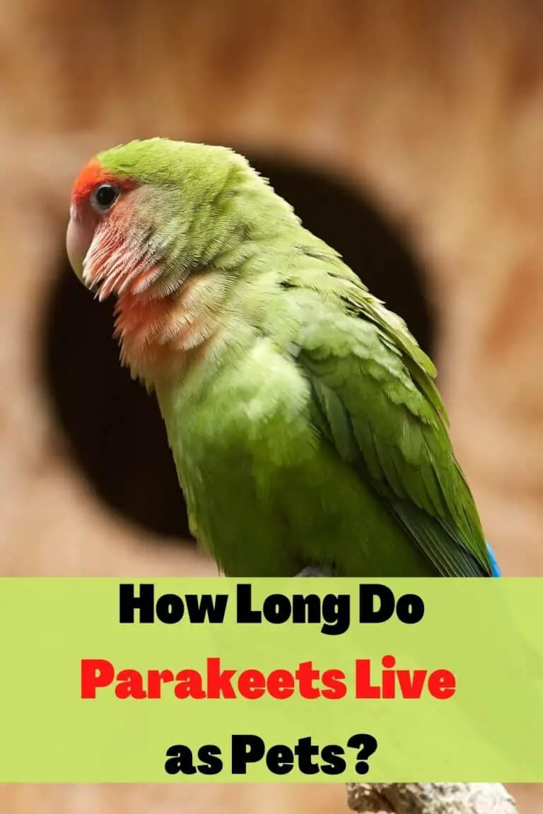 How Long Do Parakeets Live As Pets? Age Calculator | Aging Signs ...