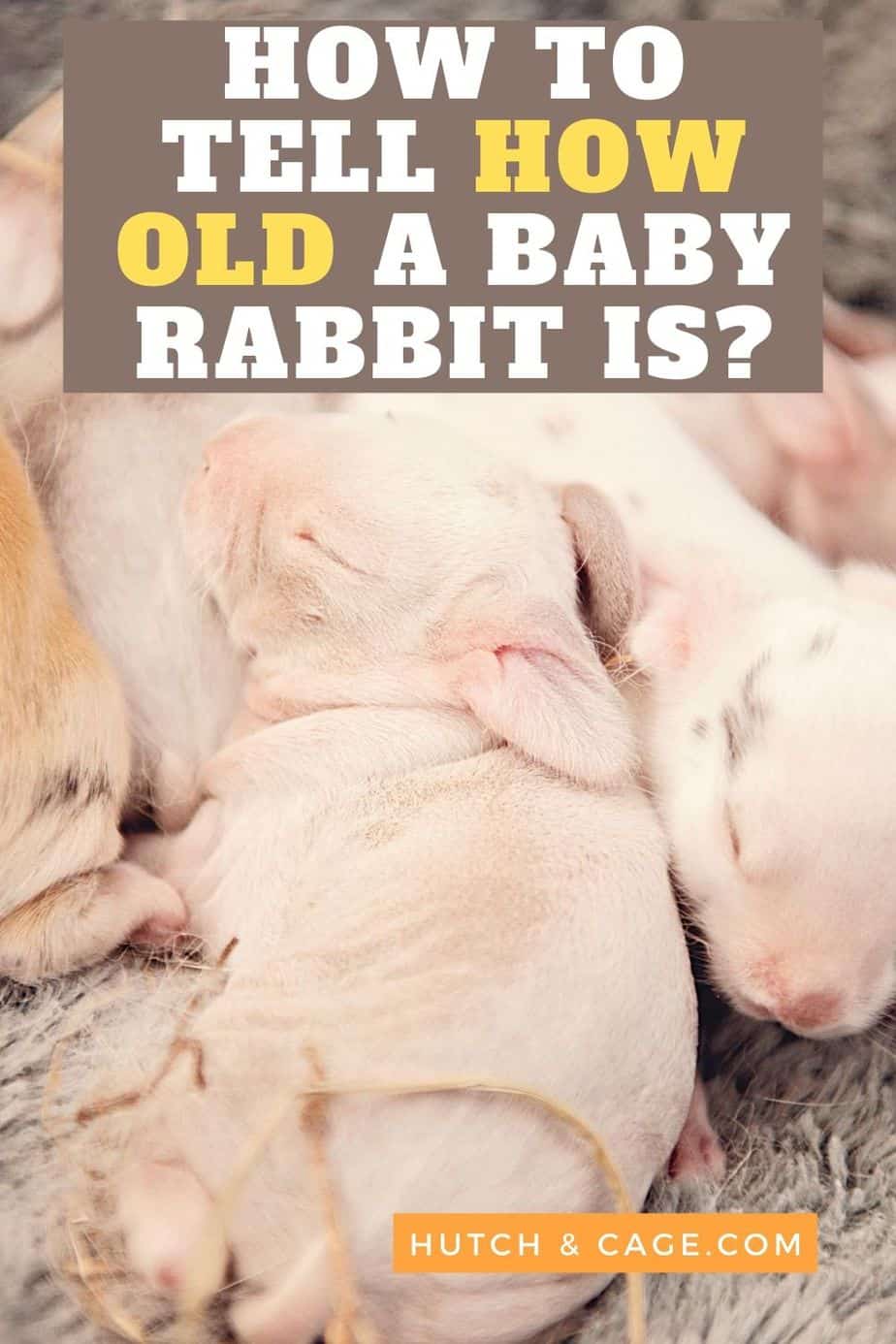 How to Tell How Old a Baby Rabbit Is? Age, Size, and Weight | Hutch and