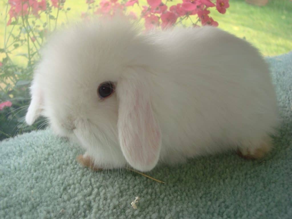 Cutest Pet Rabbits | Which Are The Cutest Bunny Breeds In The World? 2