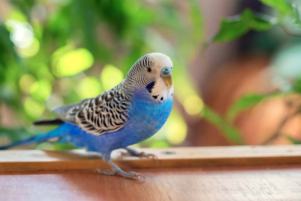 budgie escaping