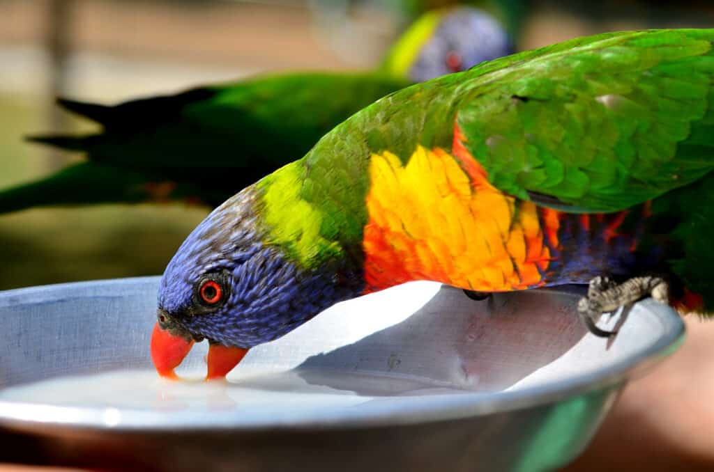 PARAKEET DRINKING