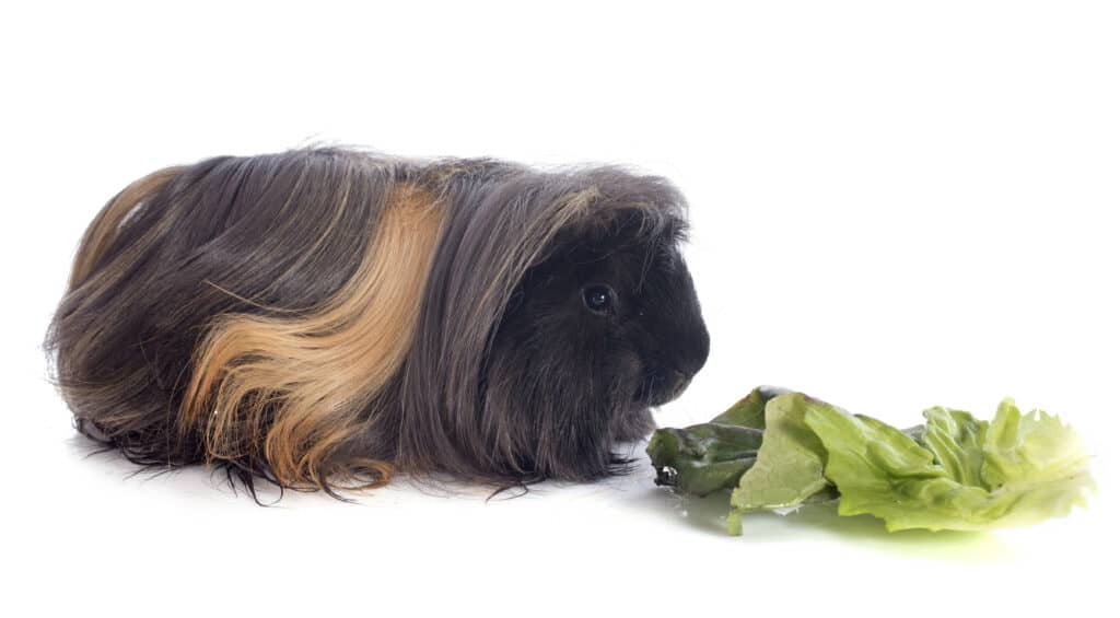 Peruvian Guinea Pigs eating lettuce