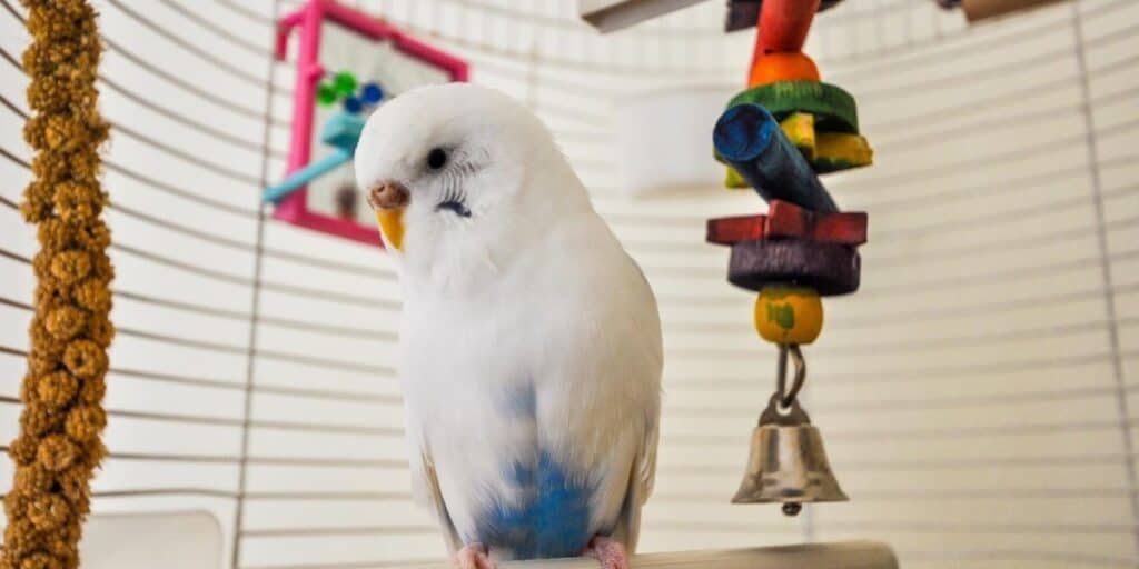 Are Birds Allowed in Apartments? Rules & Regulations Hutch and Cage