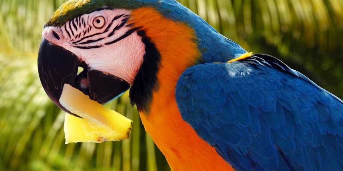 Can Parrots Eat Pineapple | Fresh or Canned?