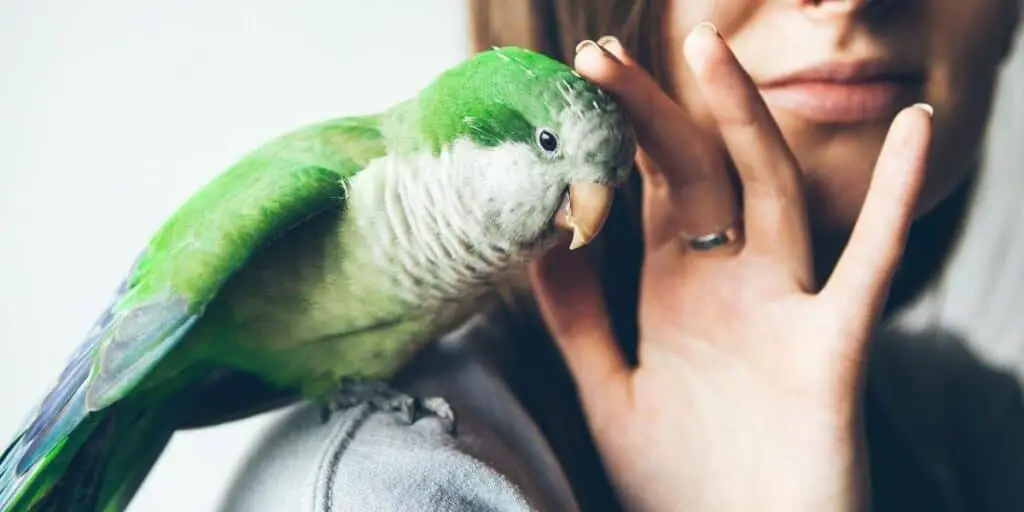 lady holding a parakeet