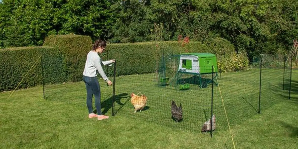 PORTABLE CHICKEN FENCE