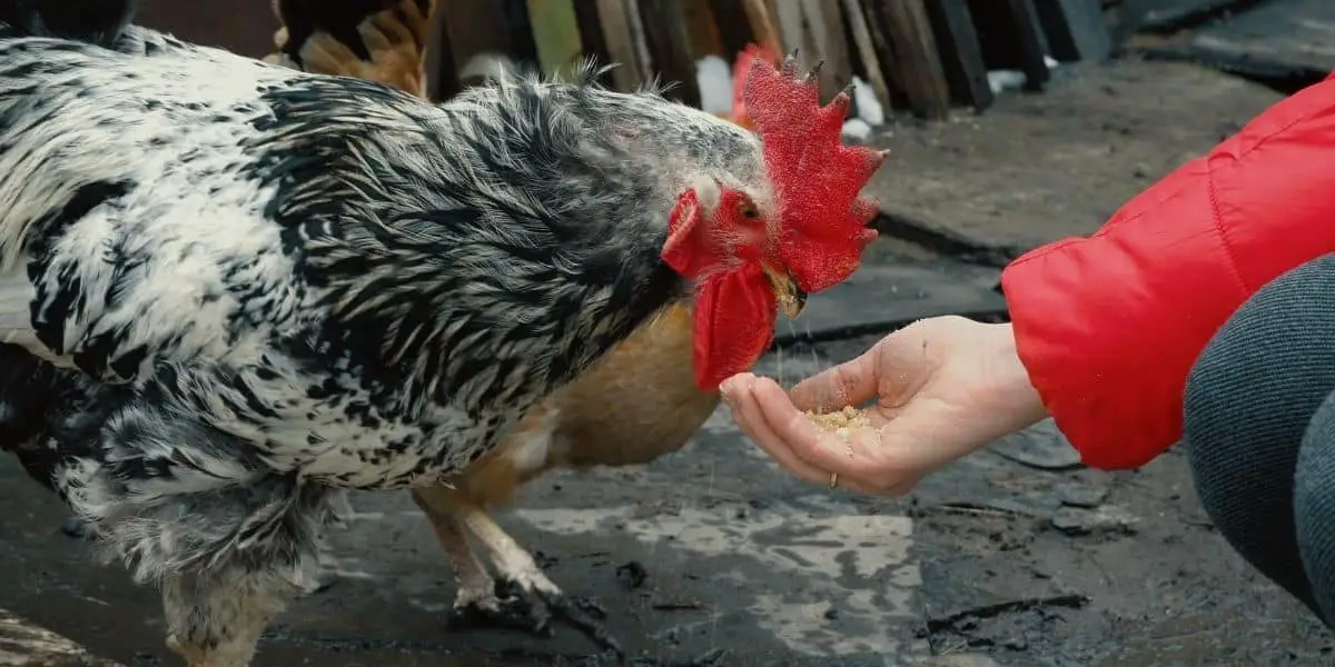 hen eating out of someones hand
