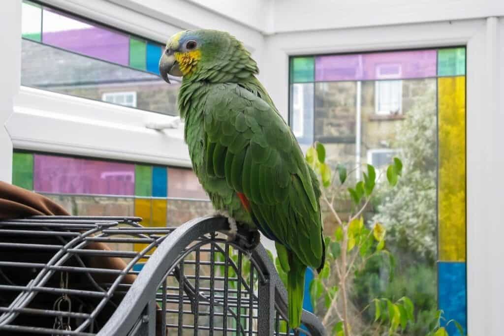 parakeet in the sun