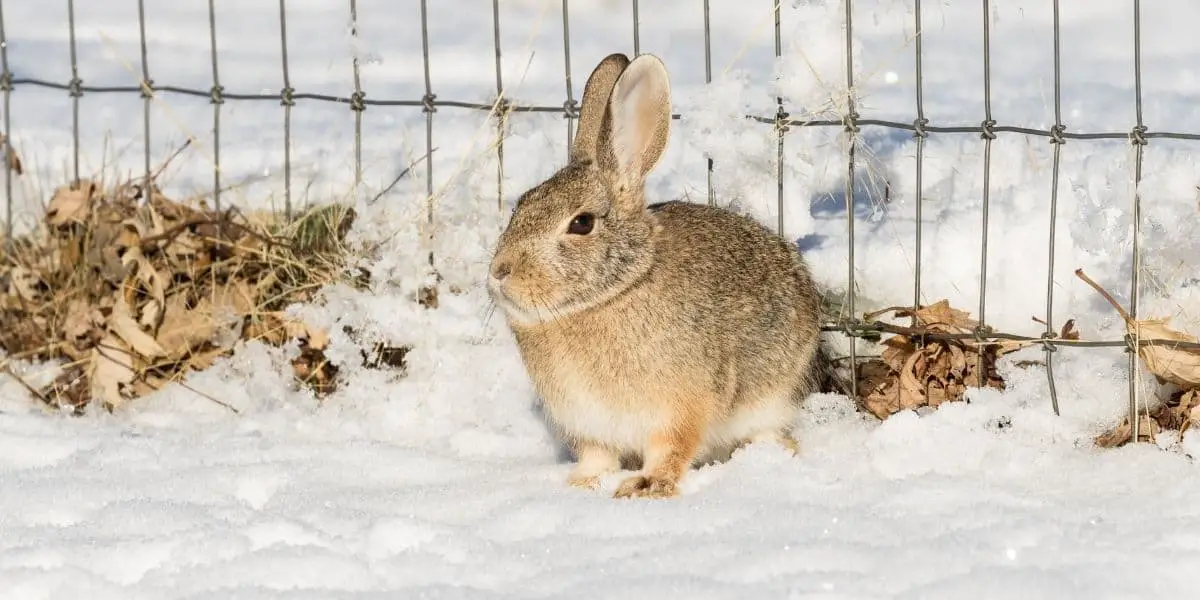 Do Rabbits Hibernate in Winter | How to Prepare for it!