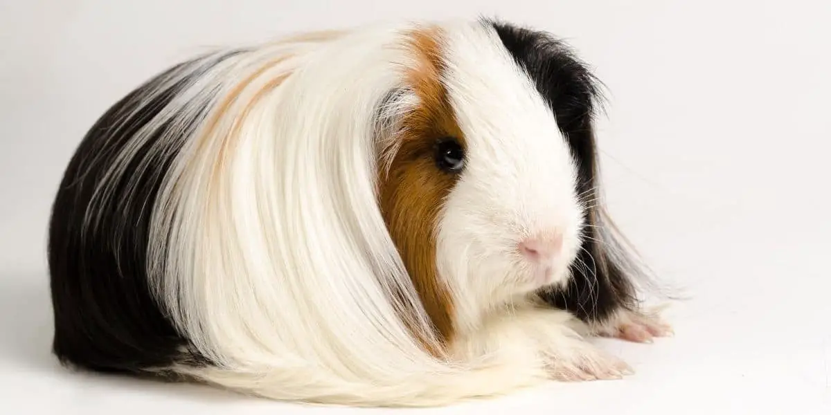 Peruvian guinea pig