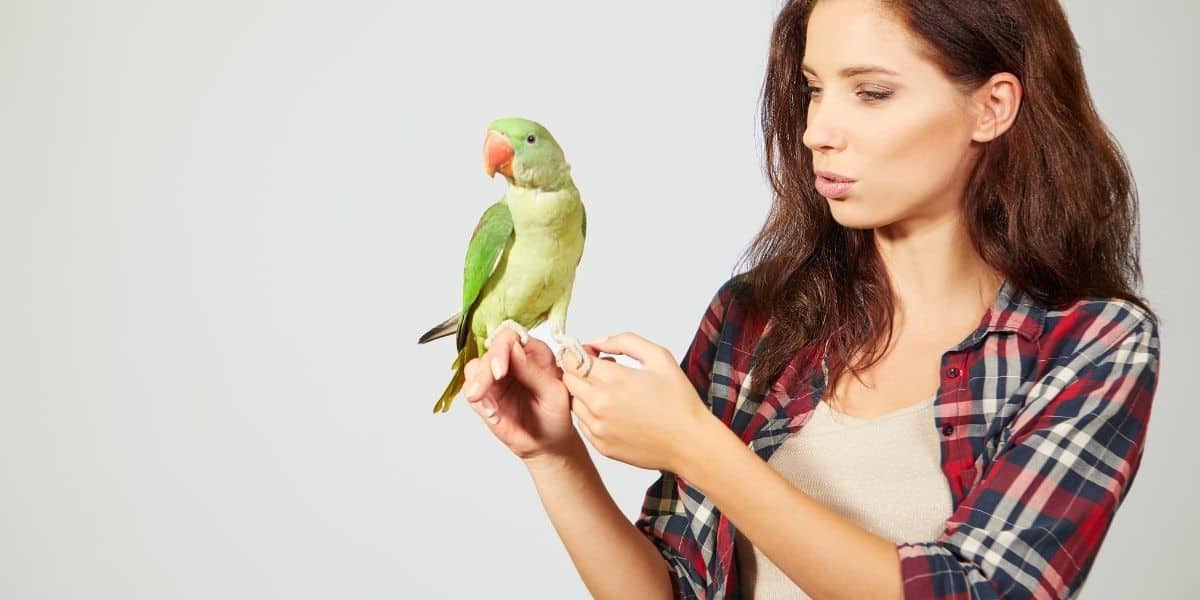 parakeet with owner