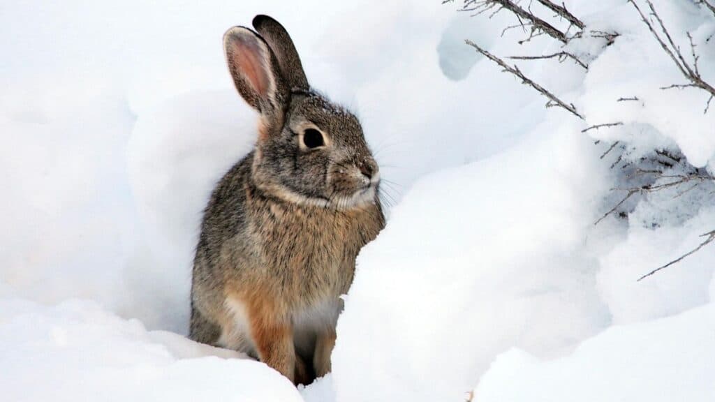 rabbit in snow