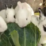 rabbits eating cabbage