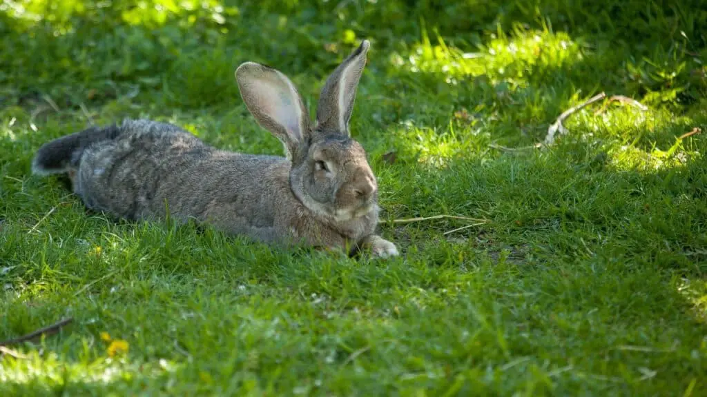 rabbit in sun