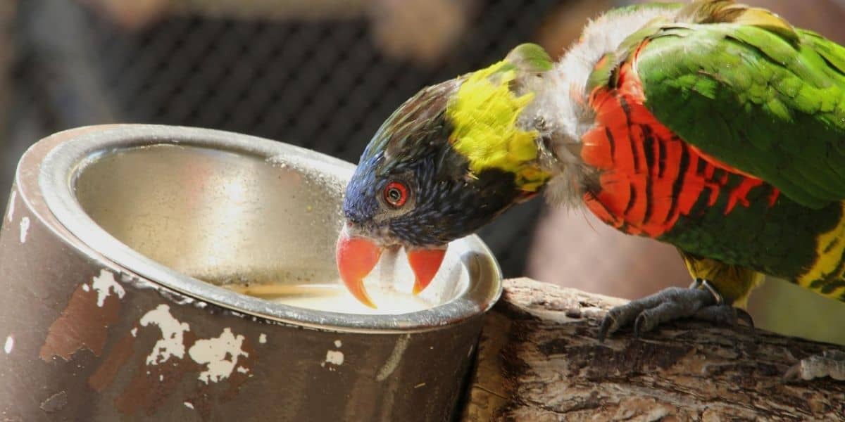 parakeet drinking