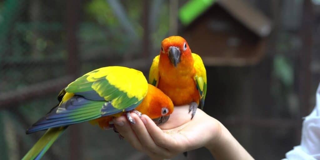 Can Parrots Eat Chocolate? Hutch and Cage