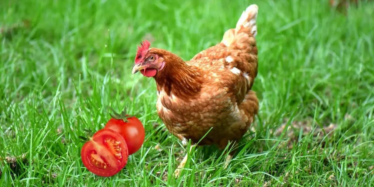 chickens eating a tomatoe