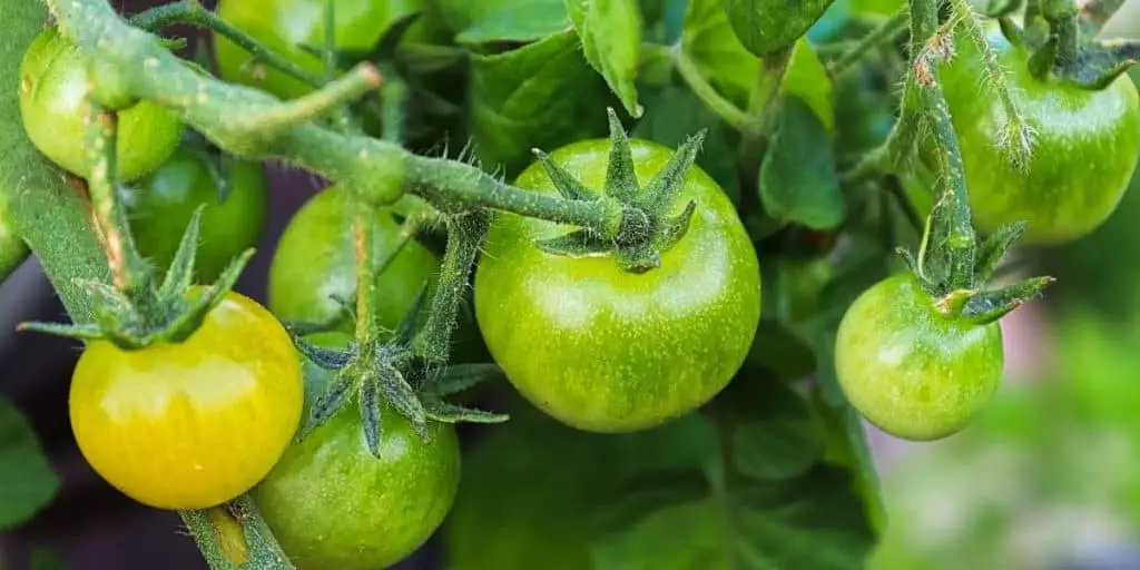 I pomodori verdi