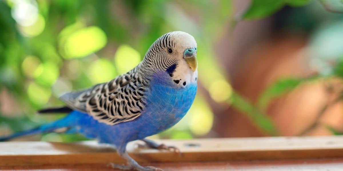 My Budgie Escaped Will It Survive Tips For Catching Escaped Birds Hutch And Cage