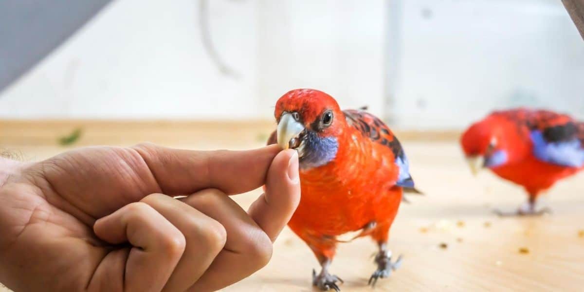 parrakeet eating seeds